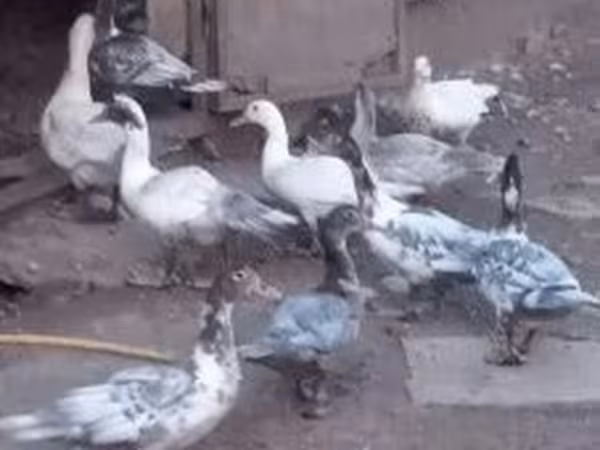 Ducks — Maďarsko