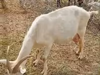 Cabra, Saanen goat — foto 1