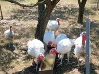 Turkeys — Foto 3