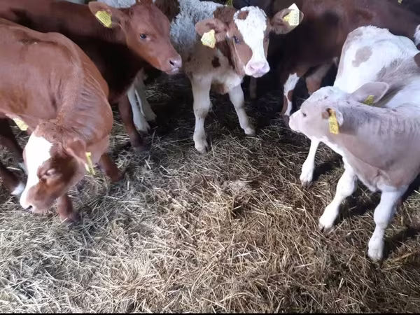 公牛, Simmental cattle