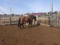 घोड़ा, Mugalzhar horse — फ़ोटो 1