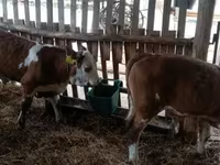 Toro, Simmental cattle — foto 4