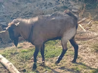 Cabra, Cabras — foto 3