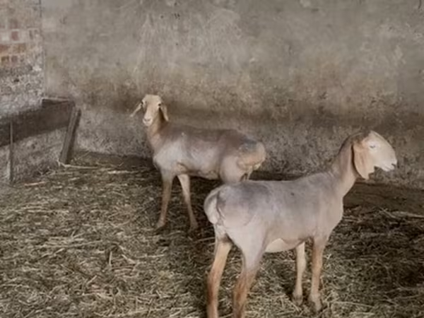 Qoyun, Hissar sheep