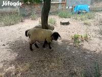 Kos, White Suffolk sheep — 8. fotó