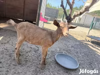 Billy Goat, Goats — photo 4