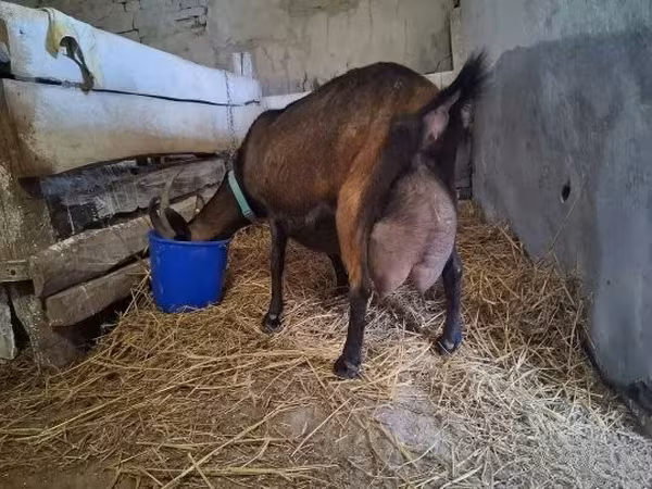 公山羊, Alpine goat