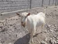 बकरा, Saanen goat — फ़ोटो 2