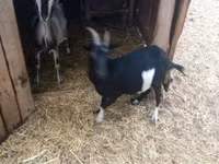 公山羊, Goats — 照片 3
