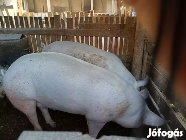 Boar, Pigs — Hungary