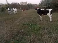 ثور, Russian Black pied cattle — الصورة 1