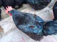 Australorp — photo 4