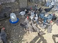 Chickens — photo 5