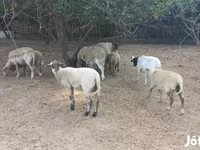 Oveja, Ovejas — foto 4
