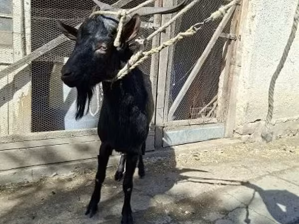 Billy Goat, Goats
