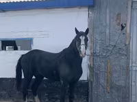 Cavalo, Kazakh horse — foto 3
