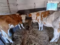 Tehén, Simmental cattle — 3. fotó