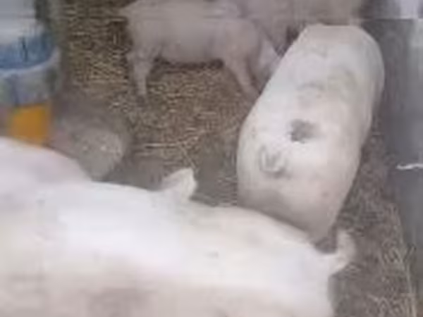 Boar, Pigs — Hungary