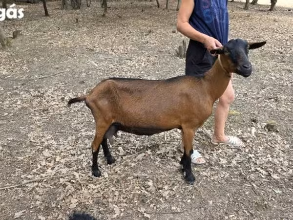 Nőstény kecske, Alpine goat