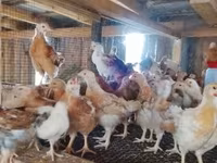 Chickens — photo 1
