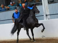 Hing, Rocky Mountain Horse — 4. fotó