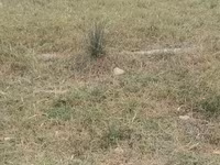 Cabras (lote, sexo no especificado), Cabras — foto 5