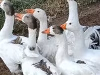 Geese — 照片 1