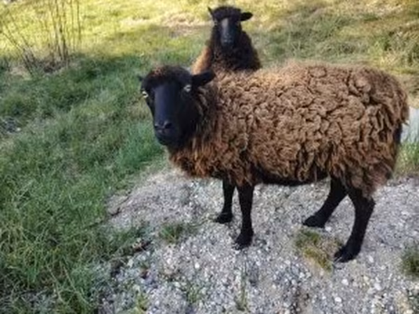 Juh, Ouessant sheep