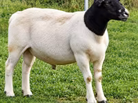 Kos, Beltex sheep — 1. fotó