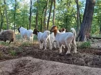 Keçi, Boer goat — foto 5