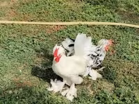 Chickens — zdjęcie 3