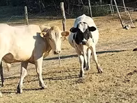 ثور, Russian Black pied cattle — الصورة 3