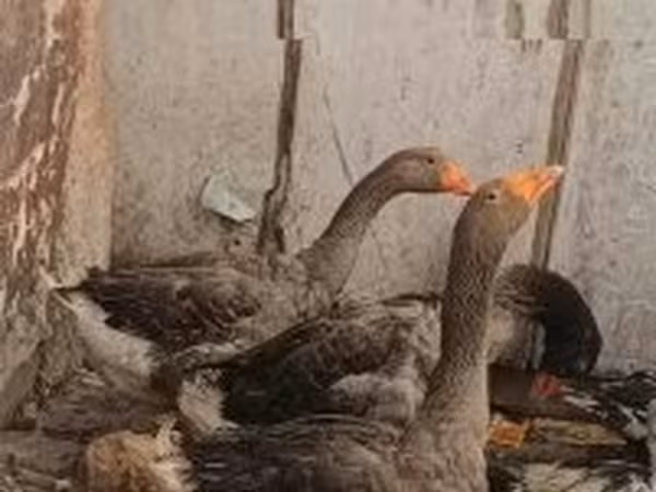 Geese — Węgry