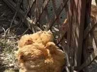 Pékin Bantam — photo 2