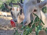 公山羊, Goats — 照片 2