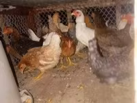 Poule danoise — photo 2