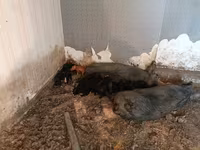 公猪, Pigs — 照片 8