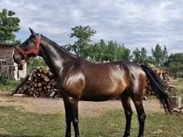 Бие, Nonius horse