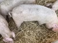 Eber, Schweine — Foto 3