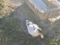 Ducks — zdjęcie 7