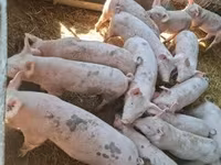 Pigs (batch, sex not specified), Pigs — photo 1