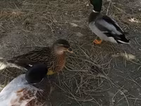 Ducks — photo 8