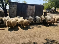 公羊, Racka sheep — 照片 5