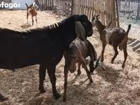 公山羊, Goats — 照片 7