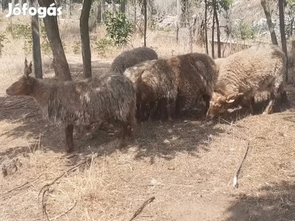 Kos, Racka sheep — Magyarország