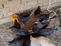 Australorp — zdjęcie 1