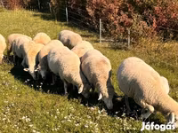 كبش, الأغنام — الصورة 3