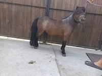 घोड़ा, Shetland Pony — फ़ोटो 2