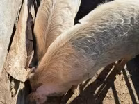 母猪, Pigs — 照片 2