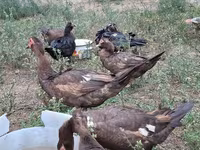 Domestic Muscovy — photo 4